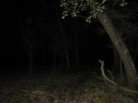Chicago Ghost Hunters Group investigates Robinson Woods (100).JPG